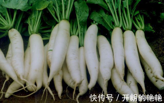保存萝卜不挖地窖不用冰箱,学会这招,放一冬不坏不糠心,特新鲜