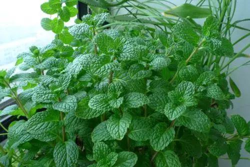 虎尾兰|这些植物放在洗手间,不用管理都能长得很好,还祛除异味