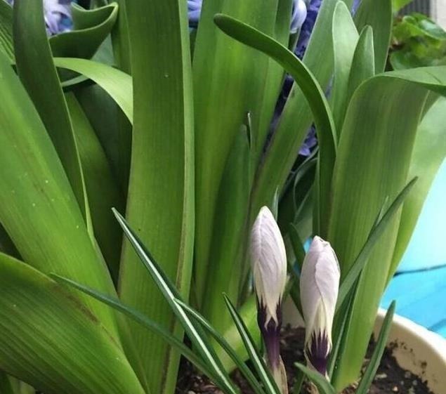 养花土,用一个塑料袋,轻松杀虫灭菌,花盆里一个虫子都没有