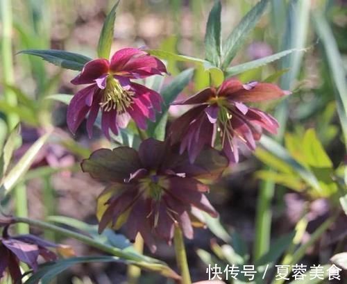 strong|耐阴绿植哪家好?爱花党看过来,更有耐寒的种类
