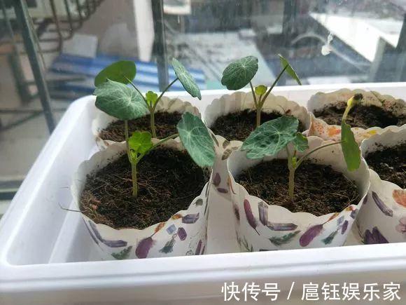 此花叶子像“小荷叶”，长起来比绿萝还快，一年开花6个月
