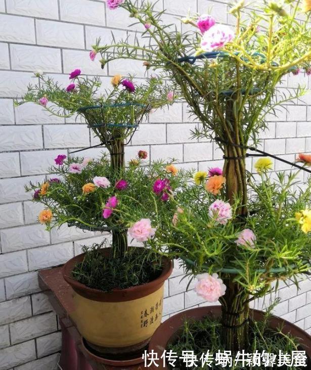 花卉|懂行的人冬天坚决不买三种花，冬天都不会买，白给也不要