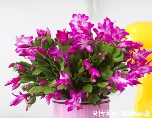 蟹爪兰、君子兰刚冒花苞，避开三个误区，花苞不掉开花鲜艳