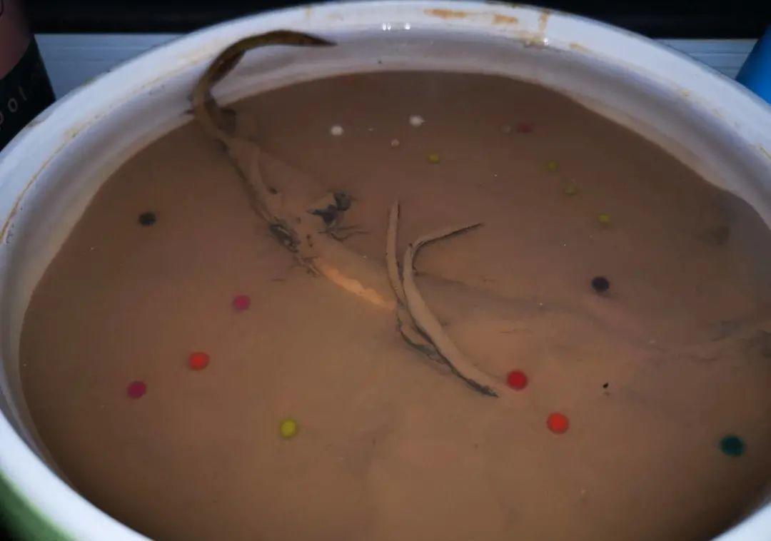 不怕晒的花,晒得越狠,花苞越多