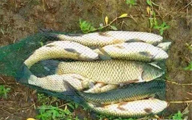 晚春开始钓草鱼,分享几款“清爽”的粮食饵,可以用到秋季