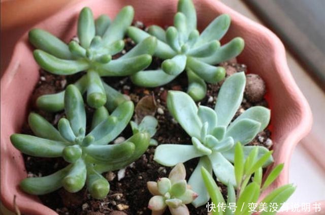 5种常见的花,现在还能扦插,再晚不容易生根!