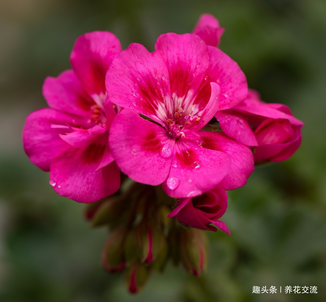 枝条|夏天容易养烂根的天竺葵,在秋天特好养,剪几段枝条插土里就生根