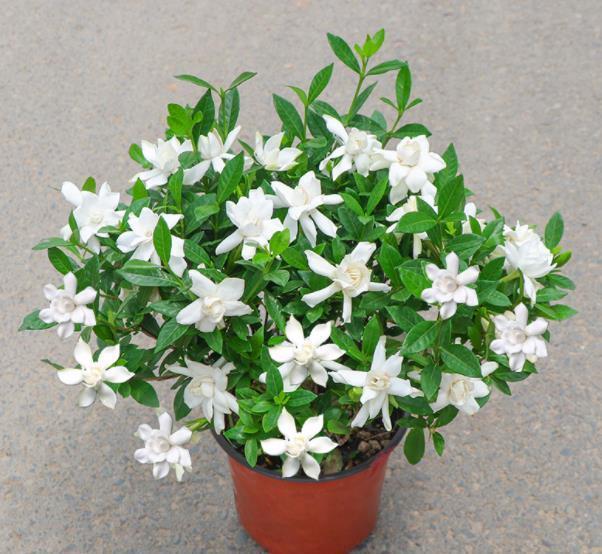 长势|9月养栀子花,牢记4个小技巧,新叶长满盆,还能再次开花