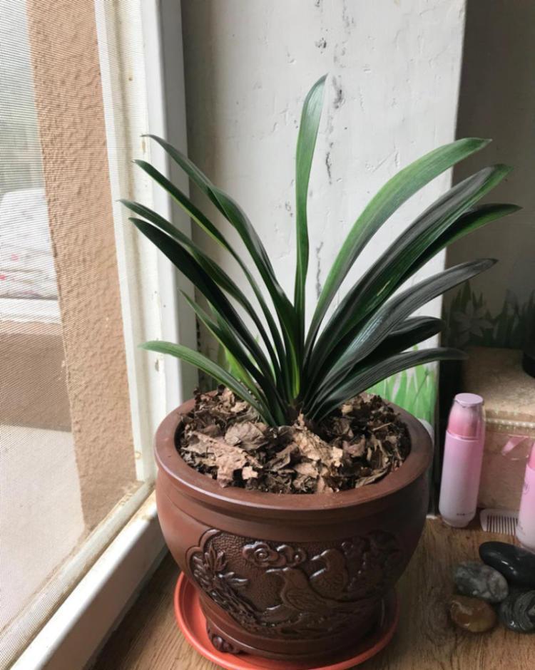 养好君子兰，根本不花钱，找点“废物”浇一浇，长成“极品兰”