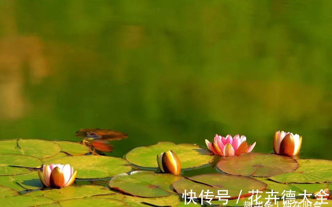 水深|“水中女神”睡莲的生长期档案，在最恰当的时机栽种与收获！