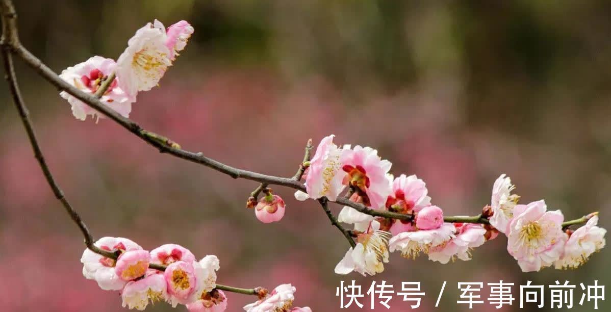 10月养3种耐寒花,冬季零下10度也不怕,春节开出漂亮花