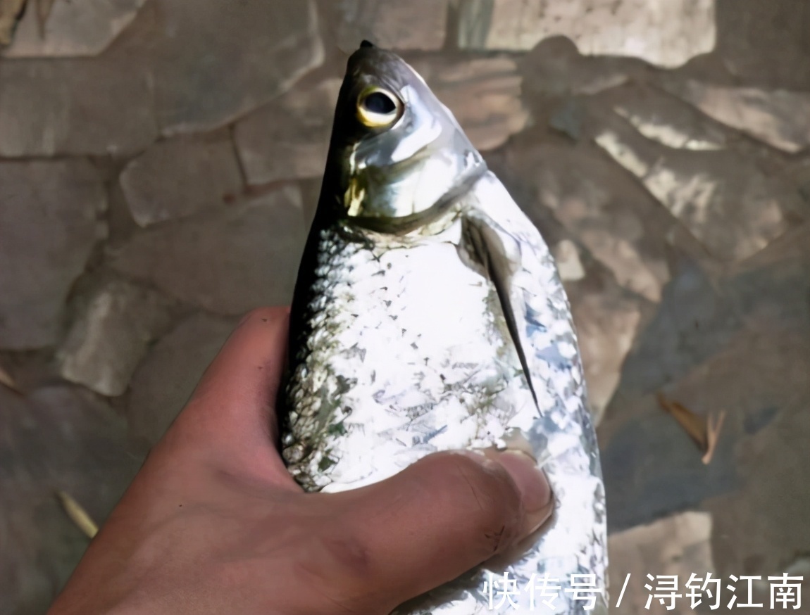 “白条老祖”！安徽一男子钓获“罕见”白条，和拖鞋一样长