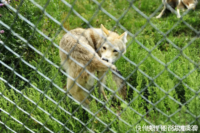 北方山村现“狼群出没”，最近路过周边的游客，爬山记着找个伴出行