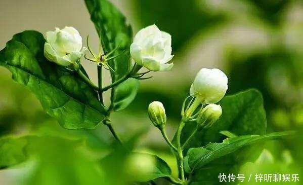 蟹爪兰|3种花掐点枝就能来个“大变身”,一盆变多盆,成活率高,生长快