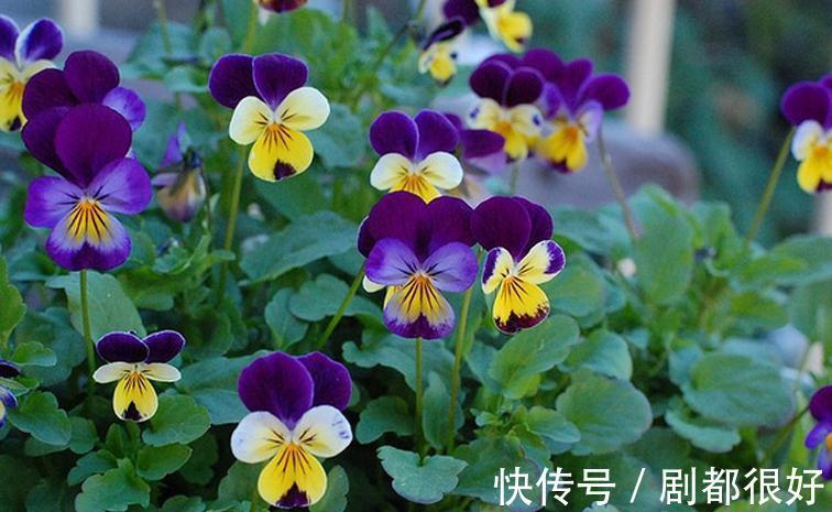 养花试试这几款,花开五瓣,能一年一年连着开花,雍容华贵