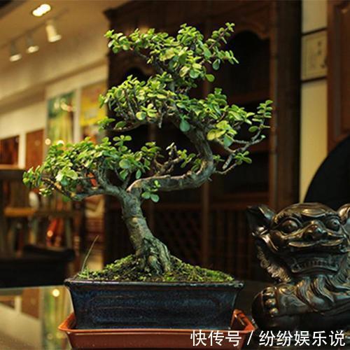 金枝玉叶这样养，变身高大上的盆景，造型惊人，身价翻几倍