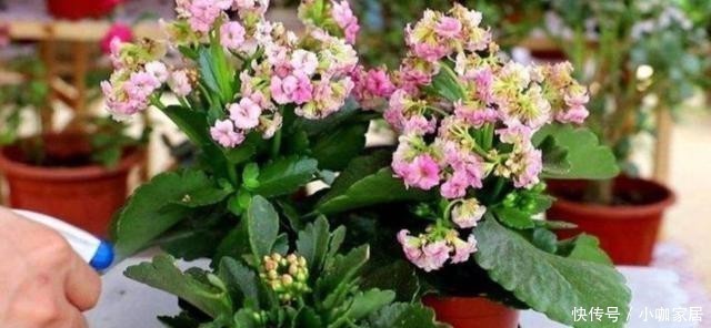 花孕蕾|养长寿花,花盆里放3种“小东西”,花苞长满枝头