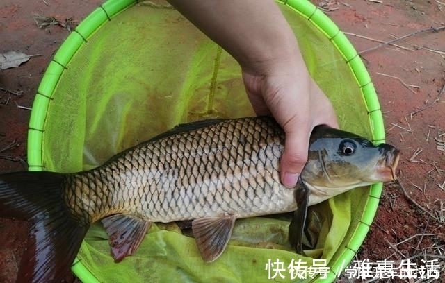 荒塘|某些钓鱼人,请你自觉点,这些不齿之事难登大雅之堂,别再丢脸了