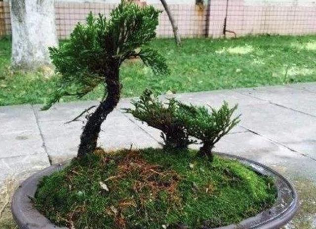 1种野草“很特别”,长在“石缝里”,挖回家种,2年后有价值!