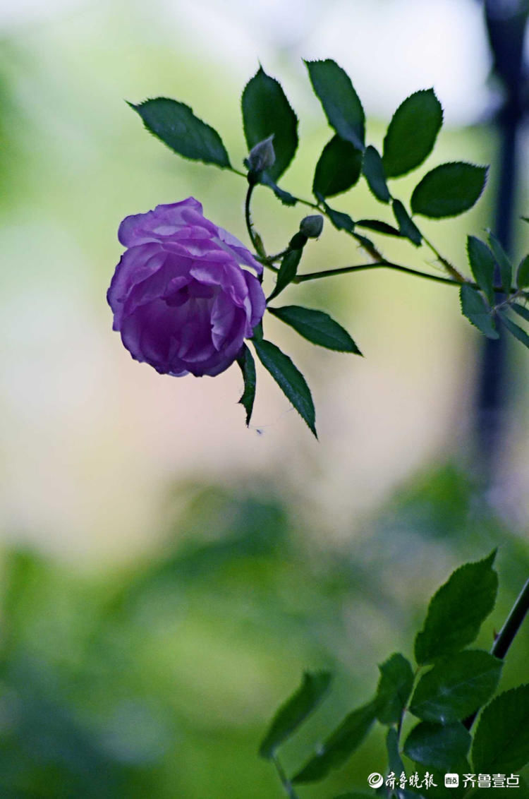 芬芳馥郁，香气醉人！济南五龙潭蔷薇花开来打卡啦|花开齐鲁| a5233