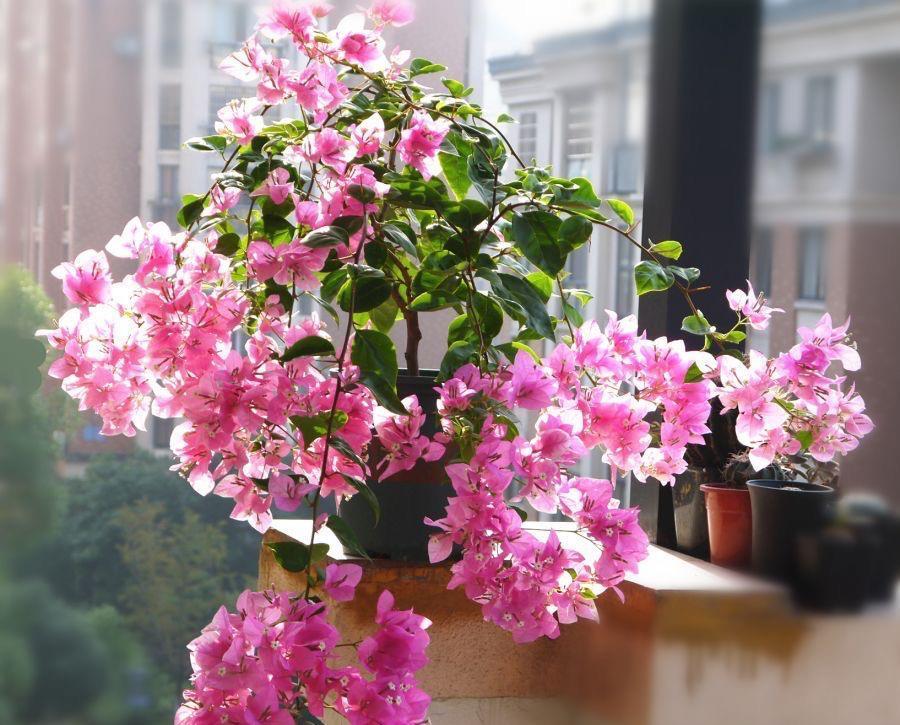 光照|又到了三角梅盛开的季节,做好3步,阳台也能养很好,照样爆花