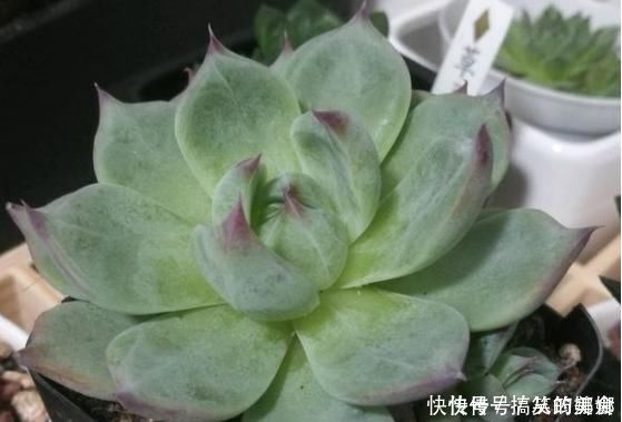 浇水|多肉界的吉娃娃,一浇水就变成大饼脸,真是气死了