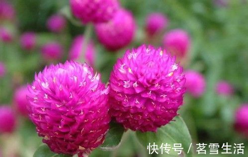 千日红它是一种不会褪色的花，花色鲜艳靓丽，花期还较长