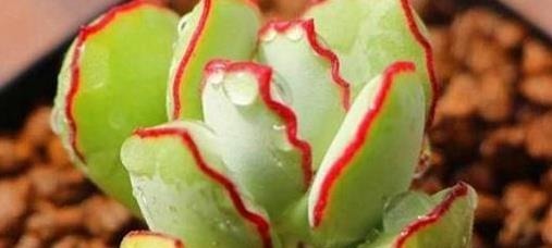 5款多肉,都属于“福娘系”,家里养几盆,福气满满、十分可爱