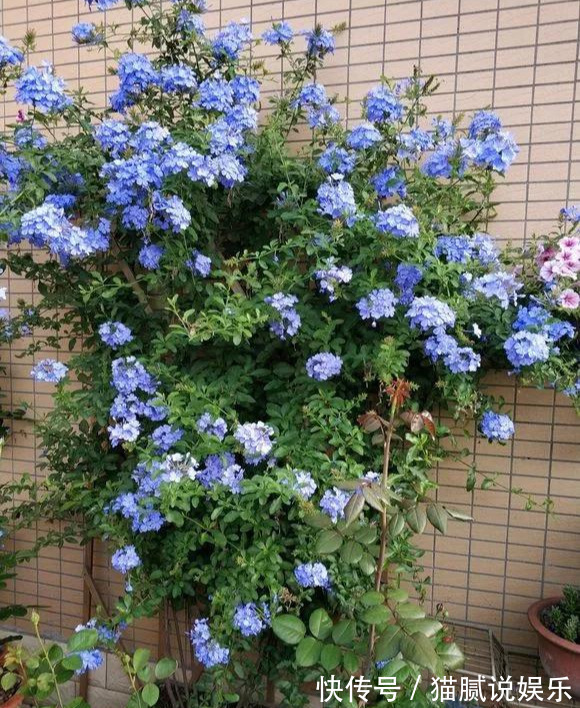 这9种花园,随便1个都美上天了,有一种这辈子就满足了!