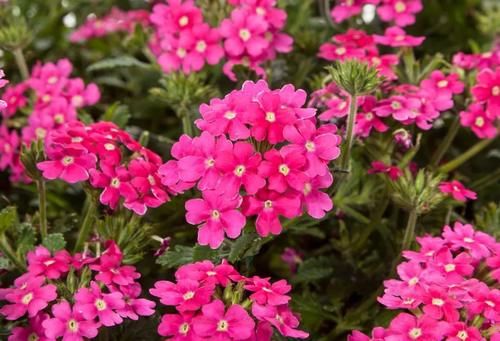 阳台小型草花选这5种，只要光照充足，就能变成“开花机器”