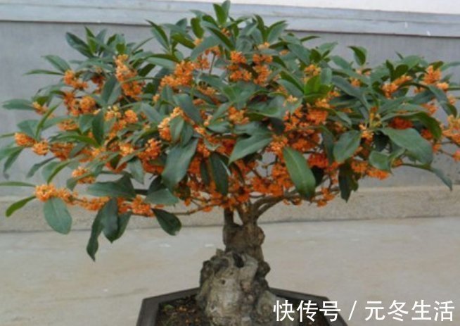 种花|超爱开花的5种花，一年四季开花不断，好养又漂亮，养100盆也不多