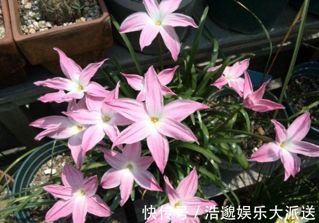 最适合送给“老阿姨”的4种花,花色艳,观赏性高,特别有格调!