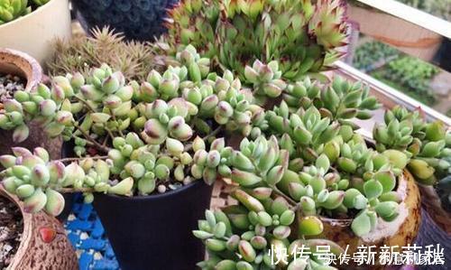 多肉|5种漂亮多肉，寓意美好，生机勃勃，是家庭盆栽佳品！