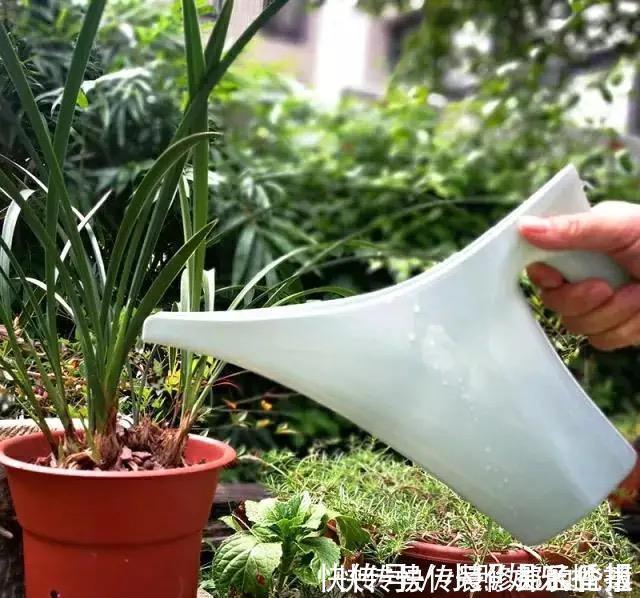 黄豆水黄豆|为什么你养的君子兰始终不开花?问题出在浇水上,四种水轻松化解