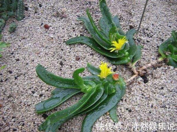 家养|她家养了一盆绿舌头一开就是一年真好养