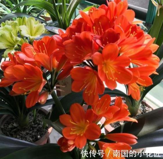 秋天给君子兰换盆，掌握3个要点，不烂根服盆快，开花越来越多