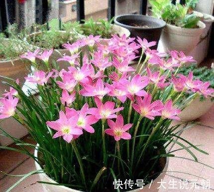 种植的茉莉花如何安全越冬,技巧很重要,韭兰什么时候分株好呢