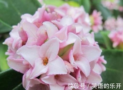 瑞香花秋季管理，做好2点开花翻倍