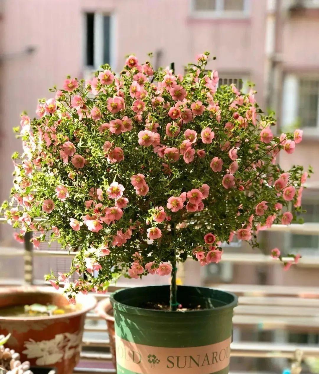 花量|可养成“棒棒糖”的三种花，花期长花朵多造型美，养眼大气不平庸