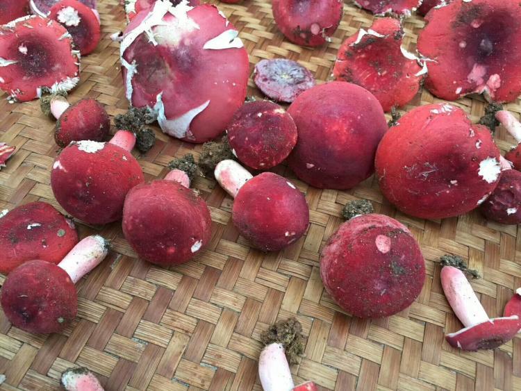 红蘑菇|珍奇蘑菇一斤1000多元,吃过的人只有2种,山里碰到捡点