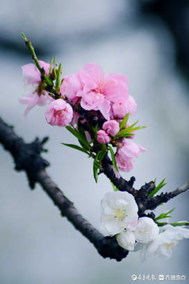 情报站｜这里花儿美如诗画！济南百花公园碧桃花盛开来赏花啦