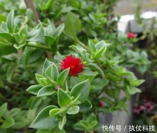 牡丹吊兰|家里再小，3种“吊盆花”也要养，花芽一钻上百朵，花开成“帘”