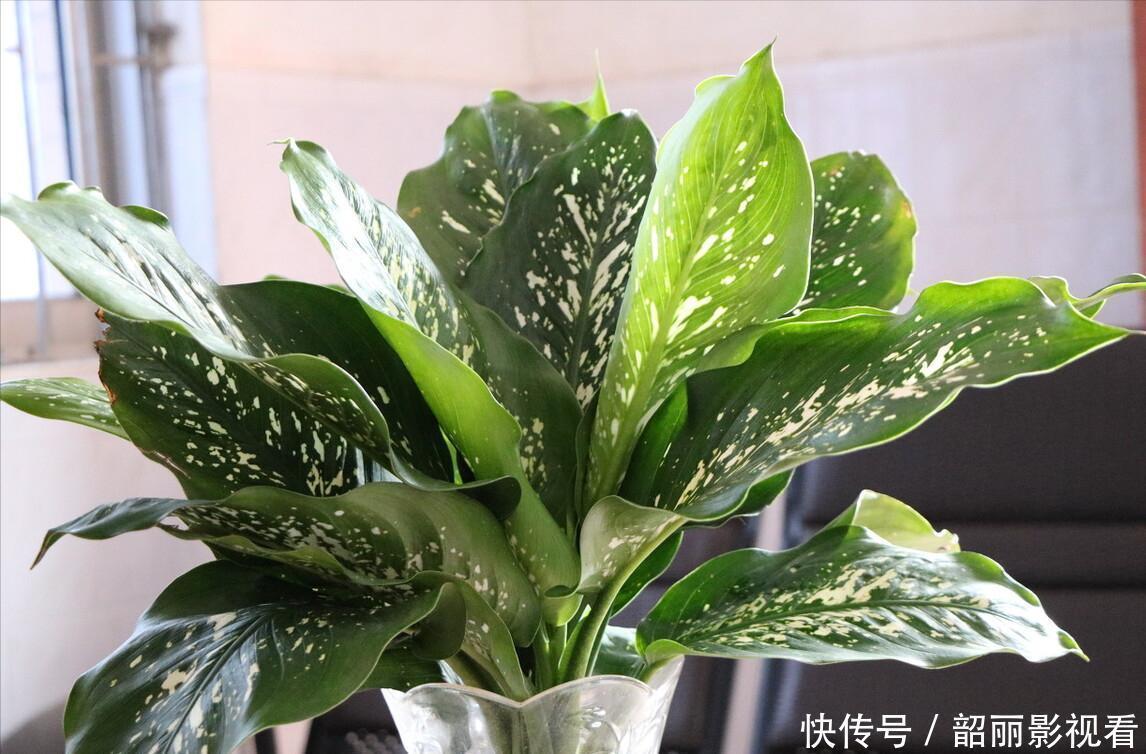 生命力|3种霸气“吸毒”花，“镇宅旺财”，但是有毒，养花要知道