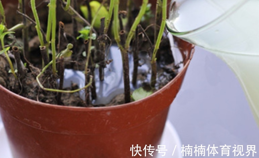 夏天养花,4种水别乱浇,不然花盆里滋生小虫子,很烦人