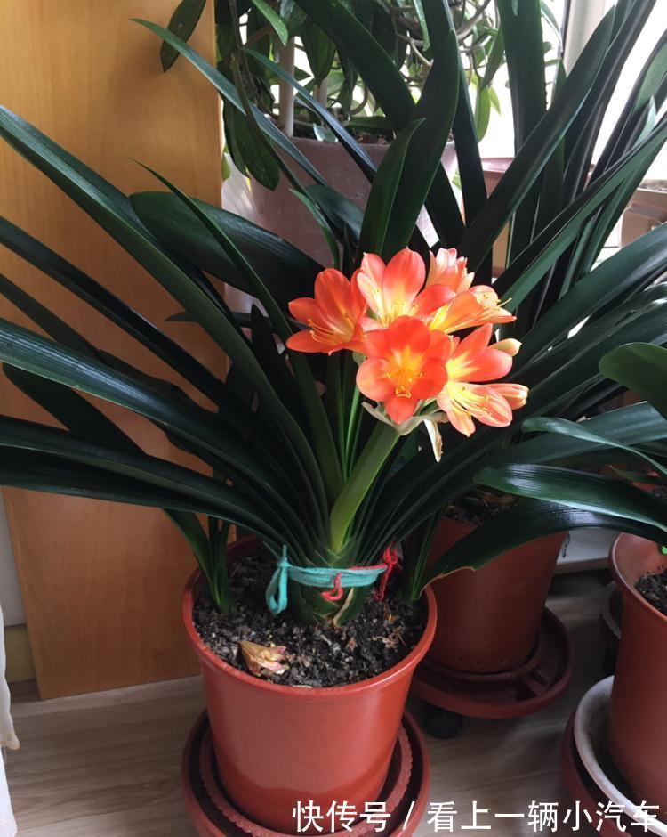 百花“珍品”君子兰，盆栽期间该注意什么？