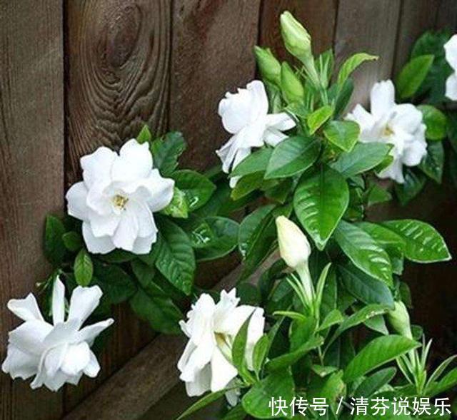 栀子花|到了这个月份,栀子花“修剪”提上日程,明年开花就靠这几刀