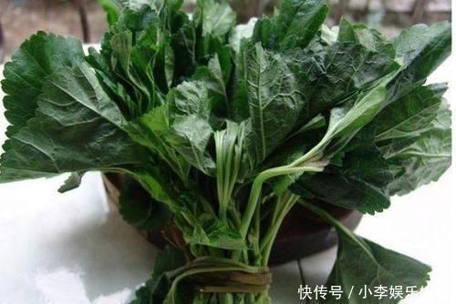 解酒|爱喝酒的人一定要认识的一种野菜，能解酒还能清肠道，多吃保健康