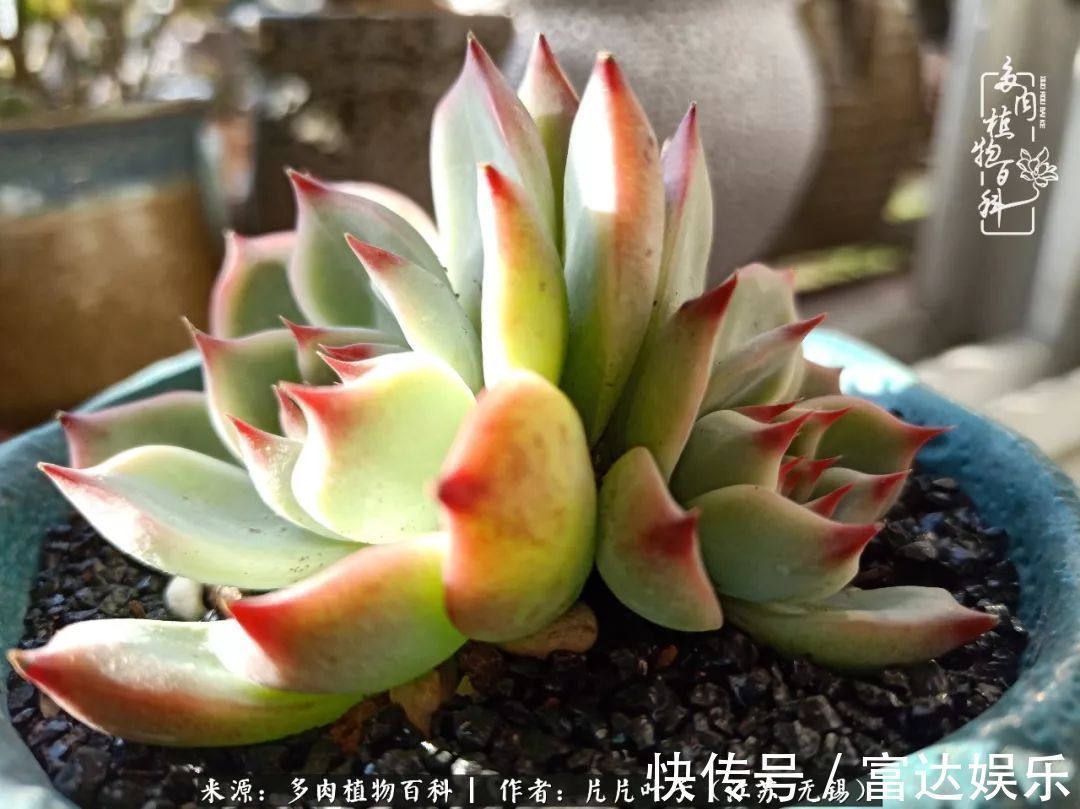 养肉路上,累并快乐着!时光不语,静待花开!