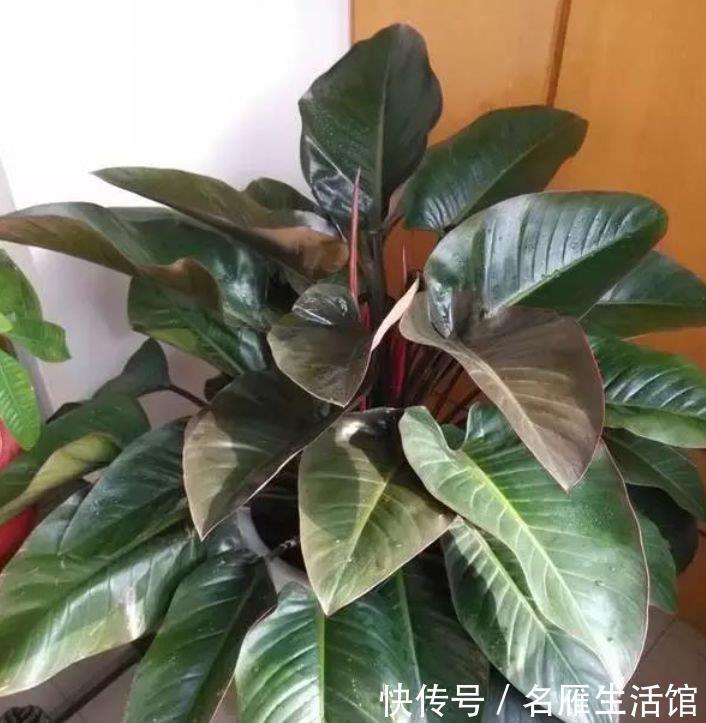 芹叶牡丹|秋天养花，首选4种花，花期长、颜值高，晒晒太阳开花一茬又一茬