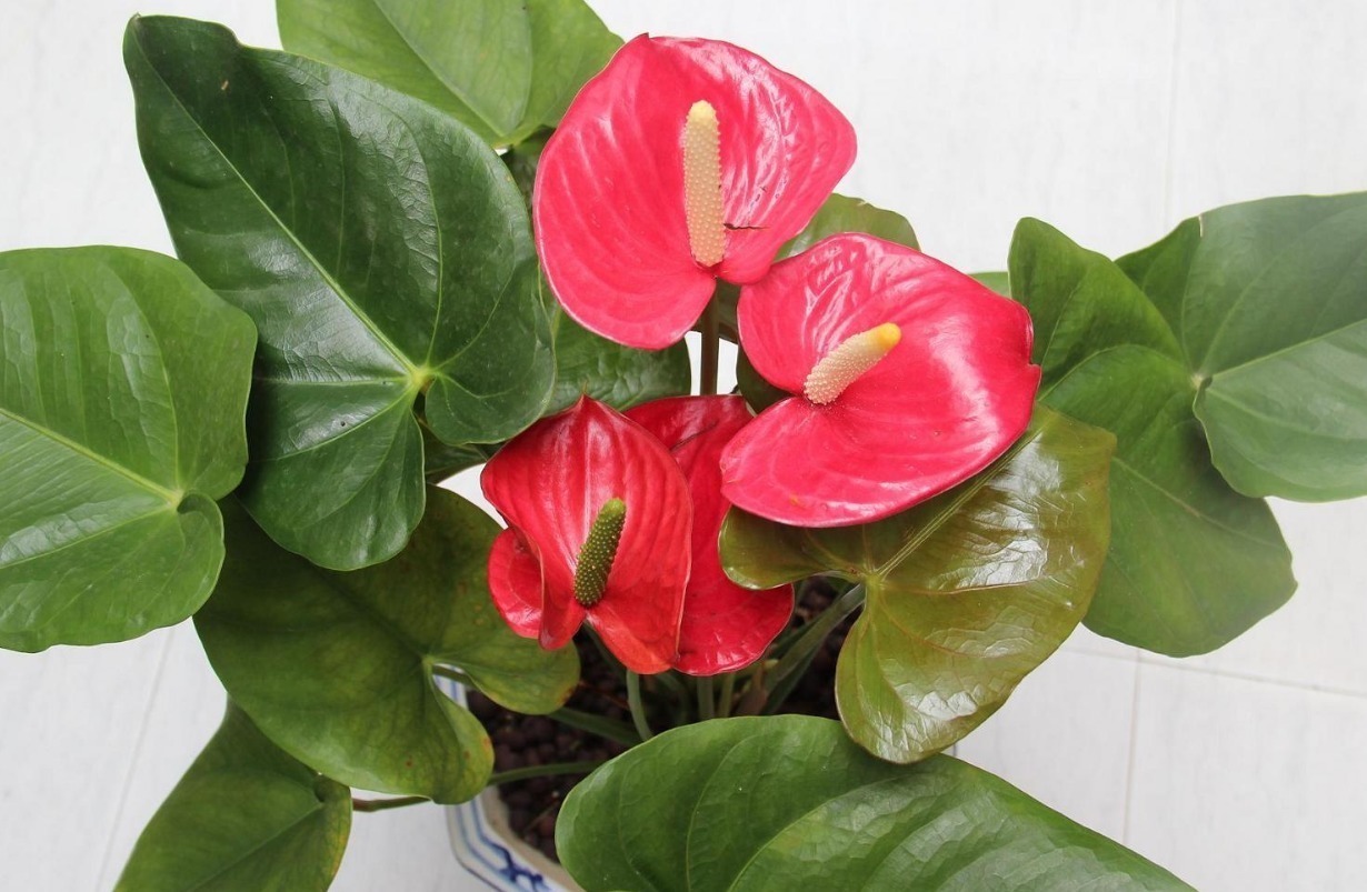 竹子|家庭养花选几种,记住摆对位置,对花好更好看